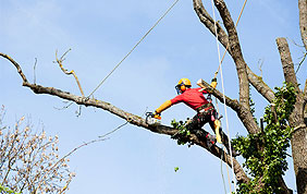 elagueur grimpeur dans un arbre